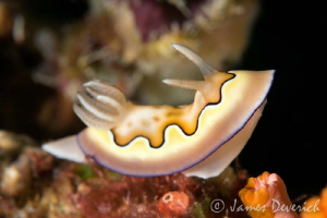 The Bannanna Goniobranchus coi by James Deverich 